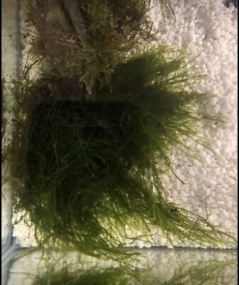 $8.95 • Buy Java Moss Live Aquarium Plants For Fish Tank/ Pond/shrimp Tank/aquarium