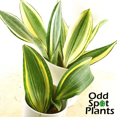 Variegated Sansevieria Masoniana 'Whale Fin' ~ Dracaena ~ Variegata ~ Buy 1/3/6 • $100