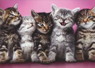 Avanti Press Line Up Of Five Kittens On Pink Cute Cat Blank Note Card • $4.29