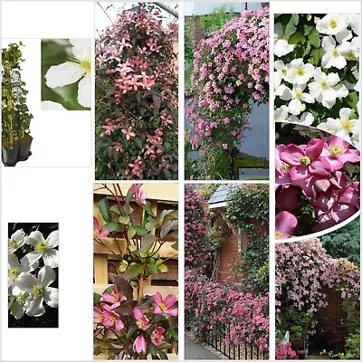 FAST GROWING CLIMBERS- MILE A MINUTE- COLLECTION (B)- Our NEW 3 Plant Collection • £64.99