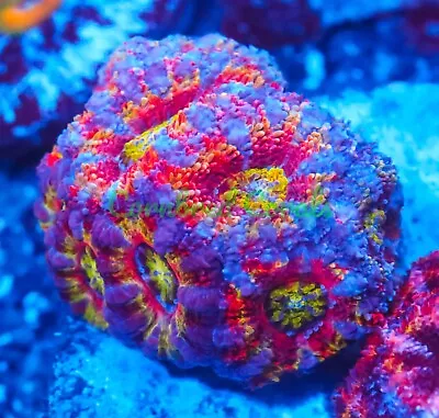 Cornbred's Playboy Bunni Acan - Frag - LIVE CORAL • $199.99