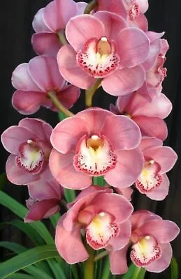 $25 • Buy OoN Cymbidium Orchid 4156 Flaming Magic 'BL' X Valley Splash Awesome (85mmP)