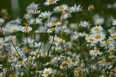 Organic Wild Flower Ox Eye Daisy 2 Gm Seeds Approx 6000 Seeds Leucanthemum Vul • £2.29