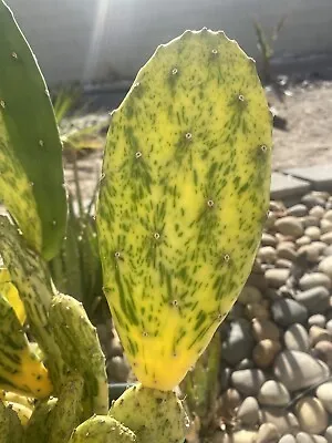 Opuntia “Sunburst” Variegated Cactus Unrooted Pad Cutting • $8.15