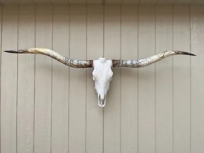 LONGHORN STEER SKULL 6 Feet 5  WIDE UNPOLISHED BULL HORN MOUNTED New COW HEAD • $850