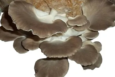 100+ Organic Grey Oyster Gourmet Mushroom Plugs For Log Inoculation US Seller!! • $15