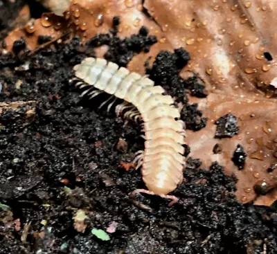 White Armoured Millipede ‘ Coromus Sp.’ X1 Adult . Exotic Terrarium Insect Pets • £17.99