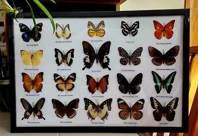 20 Real  Mounted Butterflies   In Frame Taxidermy Insects Size 18.75 ×12.75  • $99.99