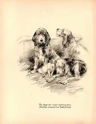 1933 Lovely Vintage Dog Print Original Pen & Pencil Sketch By K.F. Barker • £8.75