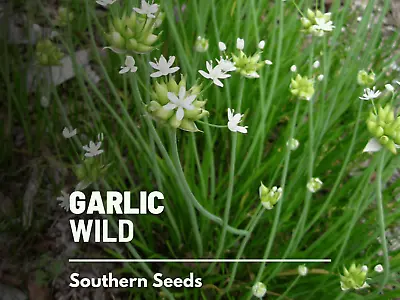 Garlic Wild - Medicinal Herb Seeds - Heirloom - Non-GMO (Allium Canadense) • $3.99
