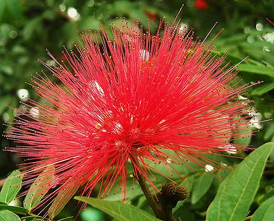 1 PLANT Albizia Julibrissin ACACIA DI COSTANTINOPOLI Silk Flower Fiore Di Seta • £13.96