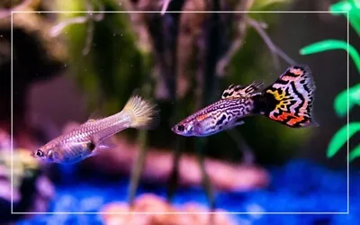 US Breeder HIGH GRADE & HARDY Assorted  MUTT  Guppies! Random 5 Pack • $22.05