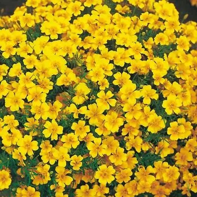 Tagetes Golden Gem Seeds Grow Your Own Flowers Borders Simply Garden • £2.49