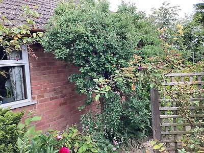 £7 • Buy Outdoor Spreading Evergreen Flowering Wall Climbing Mature Plant HONEYSUCKLE