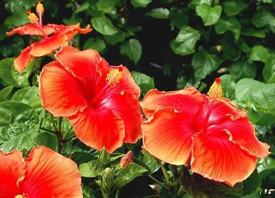 New Rosa-sinensis Hibiscus Firestorm • $8.50