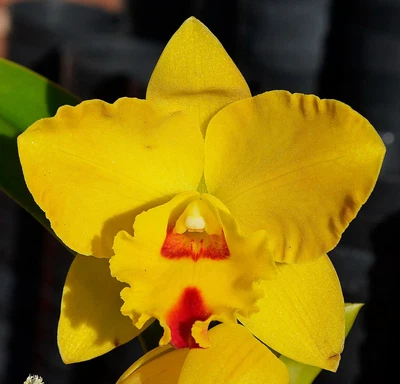 $11.50 • Buy Orchid -Cattleya Pot. Coccispirit