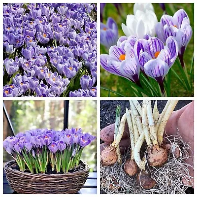 25 CROCUS BULBS STRIPED (ACTIVELY GROWING) Spring Flowering Bulbs Plants Flowers • £150