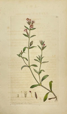 £68.67 • Buy Antique Flower Print - Botanical Art Print - Silene - James Sowerby
