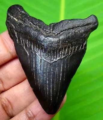 Megalodon Shark Tooth - 2.41 - Shark Teeth - Real Fossil - No Repair - Megladone • $29