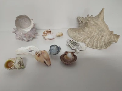 $7 • Buy Seashell Lot 10 Shells 1 Large Conch Shell 1 Small And 4 Scallop 4 Other