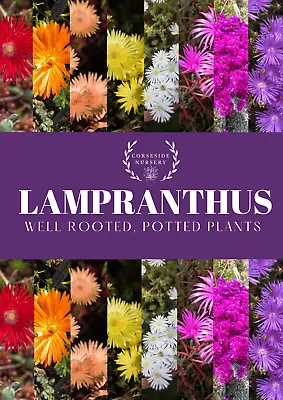 Lampranthus (Ice Plants) Well-rooted Potted Plants - Coastal Hardy Succulent • £4.99