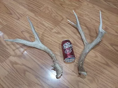  Mule Deer Antlers. Deer Sheds. Elk Antlers. Taxidermy. Crafts • $35