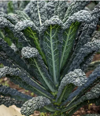 KALE Seeds 'Nero Di Tuscany' Variety - Hardy Cold And Disease-resistant • £1.89