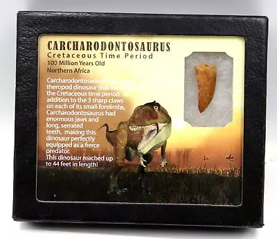 Carcharodontosaurus African T-Rex Dinosaur Tooth Fossil 1.217   18124 • $69.99