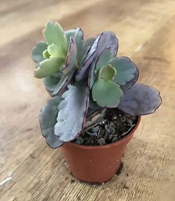 Kalanchoe Fedtschenkoi Variagata | Rooted 6cm Pot | Lavender Scallops • £4.95