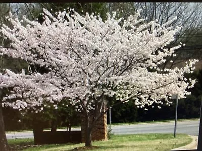 2 To 3 Ft Yoshino Cherry Blossom Tree Seedling Live Tree! • $35.79
