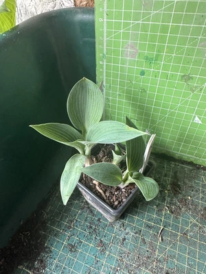 £3 • Buy Hosta - Garden Ready - Lot 59