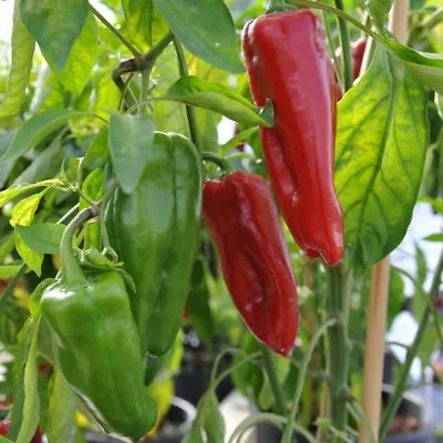 Sweet Marconi Rosso Pepper Seeds Italian Pepper NON-GMO Variety Sizes Sold • $1.69