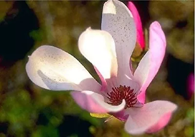 Jane Magnolia - Pink & White Flowering Tree - Live Plant Shipped 2 Feet Tall • $39