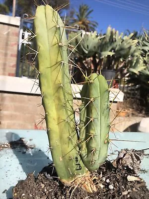 Cactus T. Bridgesii Bendigo Dawson's Garden Clone Well Rooted Plant & Pup #19 • $64