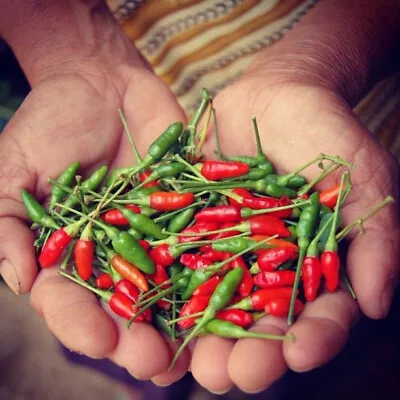 25 SEEDS Siling Labuyo Pepper Garden Vegetables Planting Edible Food • $3.66