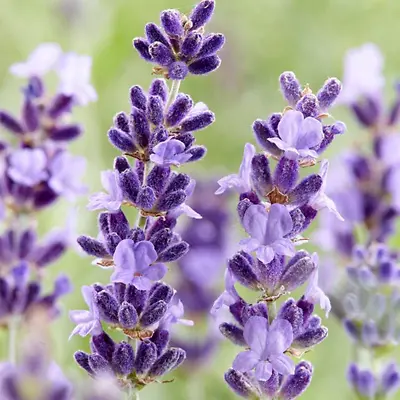 50 Purple Rain Lavender Seeds Fragrant Plants For Gardens Oils Cream & Perfume • £3.29
