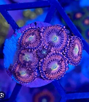 1 Polyp  Playboy Bunny Zoa /zoanthid Soft Coral Frag Not Sps Or Lps • £6.99