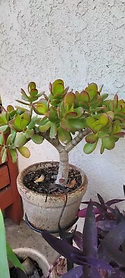 Crassula Ovata Green Jade Plant ‘Money Tree’ Live Plant In 4” Inch Pot W/ Soil • $10