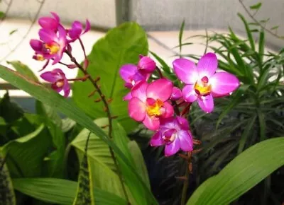 Orchid. Collectable. Spathoglottis  Rockin Plum  45mm Pot • $22.50