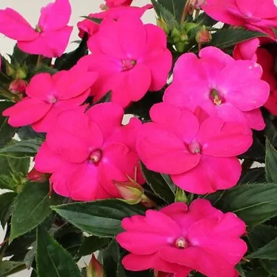 SunPatiens® Impatiens Compact Magenta X 3 Large Plug Plants Busy Lizzies • £12.99