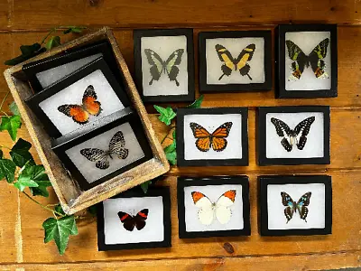 Framed Butterflies! Spread Specimens In Riker Mount Frames • $25.99
