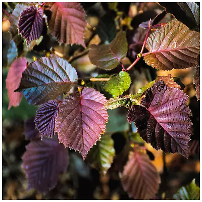 £24.99 • Buy Corylus Maxima Purpurea Hazel / Purple Leaved Filbert Tree In 2L Pot Hazelnut