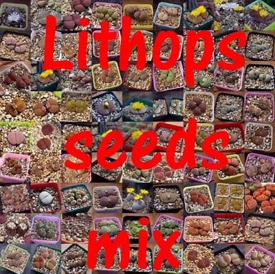 Succulent-Mesembs-Lithops SEEDS MIX  500 Seeds Mix • $45.99