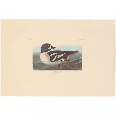 $200 • Buy Audubon Amsterdam Ed Double Elephant Lithograph Pl 403 403 Golden-eye Duck