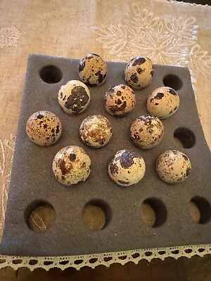 Franz Homestead (12) Free Shipping  Mixed Quail Hatching Eggs • $21