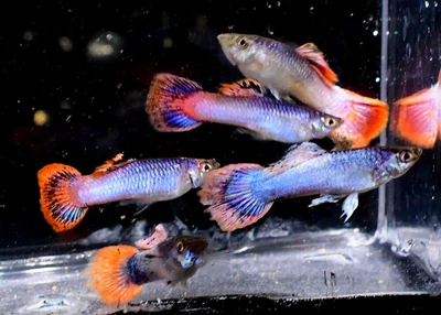 $3.11 • Buy Metallic Pink Glitter Guppy LIVE FISH Read Description