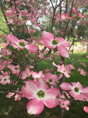 *Pink Flowering Dogwood Tree* 12-24  Tall * 1 GALLON* Cornus Rubra • $28.99