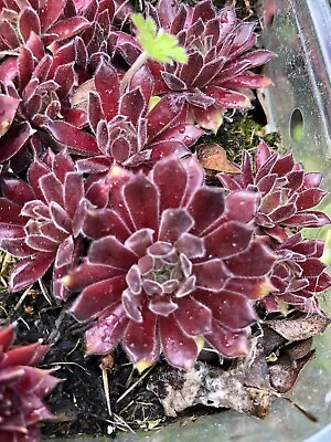 Sempervivum Rustic Charm| Hens & Chicks | Hardy Evergreen Succulent Plant • £3.50