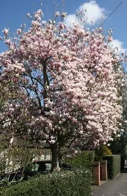 Magnolia Soulangeana Pot Shrub Tree Plant Ornamental White Pink Flowers Tree 2L • £40.98