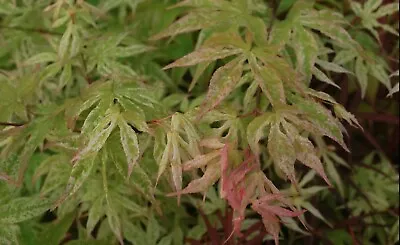 Japanese Maple UKIGUMO TREE • $29.99